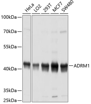 ADRM1 antibody