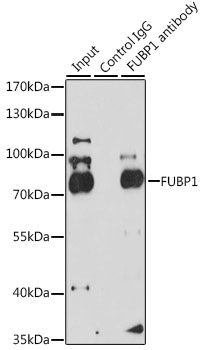 FUBP1 antibody