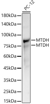 MTDH antibody