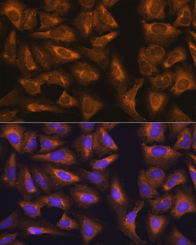 RPL17 antibody