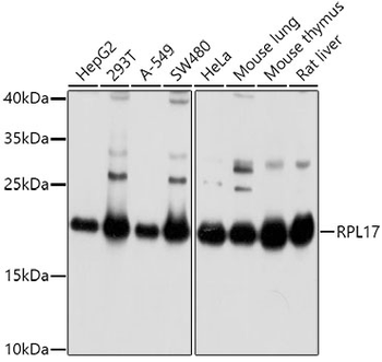 RPL17 antibody