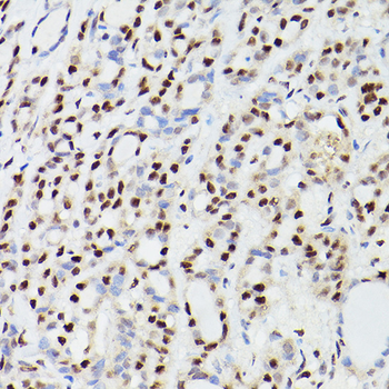 CPSF6 antibody