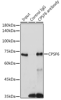 CPSF6 antibody