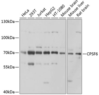 CPSF6 antibody