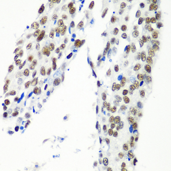 HTATSF1 antibody