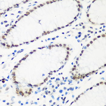 HTATSF1 antibody