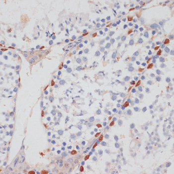 HTATSF1 antibody