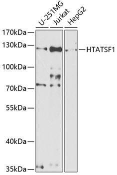 HTATSF1 antibody