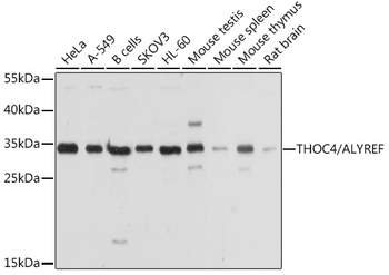 ALYREF antibody