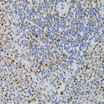 PRPF4 antibody