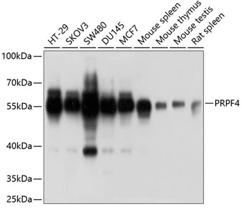 PRPF4 antibody