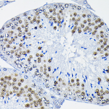 PTBP2 antibody