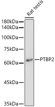 PTBP2 antibody