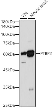 PTBP2 antibody