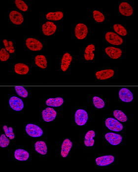 KHDRBS1 antibody