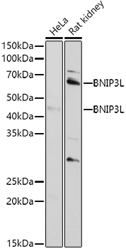 BNIP3L antibody