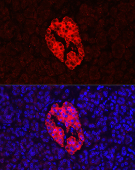 SYP antibody