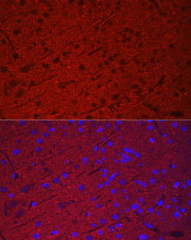 SYP antibody