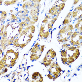 HYAL1 antibody