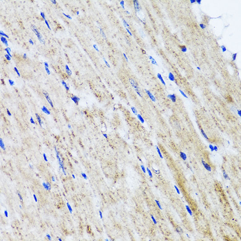 HYAL1 antibody