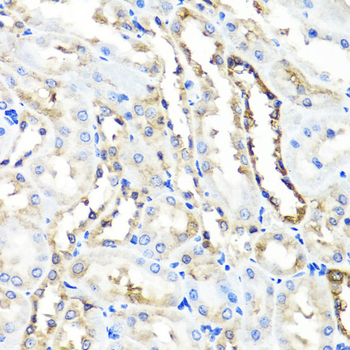 HYAL1 antibody