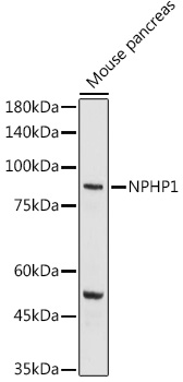 NPHP1 antibody