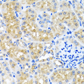 SCO1 antibody