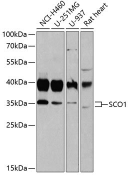 SCO1 antibody