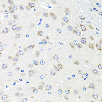 PIAS3 antibody