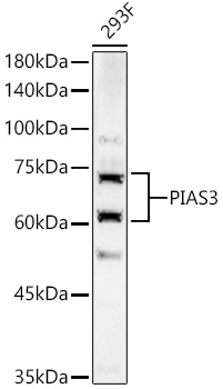 PIAS3 antibody