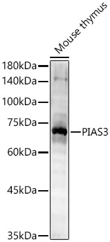 PIAS3 antibody