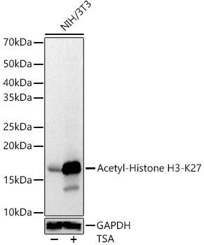 Acetyl-Histone H3-K27 antibody