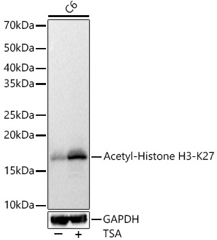 Acetyl-Histone H3-K27 antibody