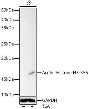 Acetyl-Histone H3-K56 antibody