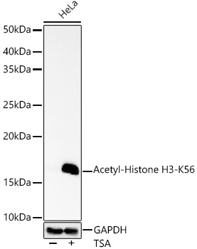 Acetyl-Histone H3-K56 antibody