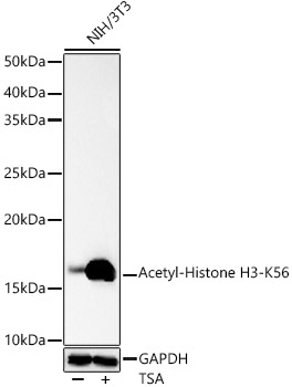 Acetyl-Histone H3-K56 antibody