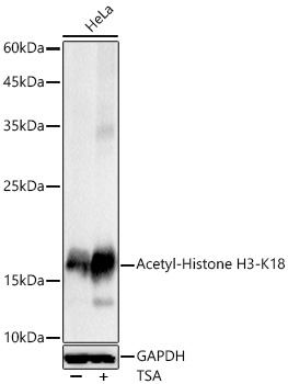 Acetyl-Histone H3-K18 antibody