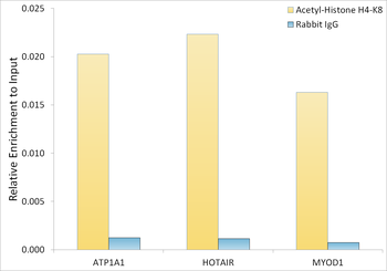 Acetyl-Histone H4-K8 antibody