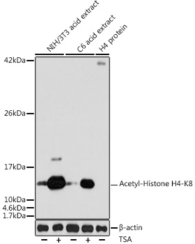 Acetyl-Histone H4-K8 antibody