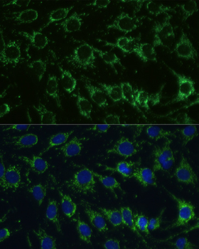 GLUD1 antibody