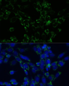 GLUD1 antibody