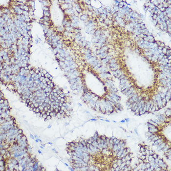 GLUD1 antibody