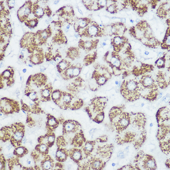 GLUD1 antibody