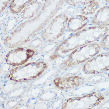 GLUD1 antibody