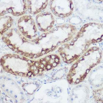 GLUD1 antibody