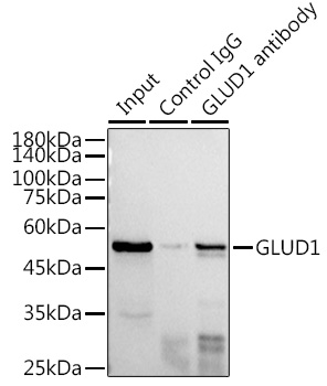 GLUD1 antibody