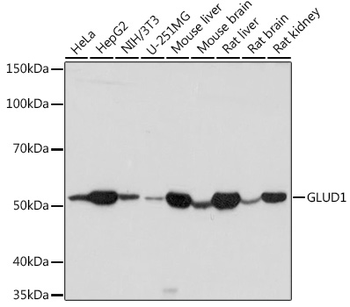 GLUD1 antibody