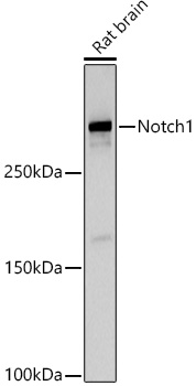 NOTCH1 antibody