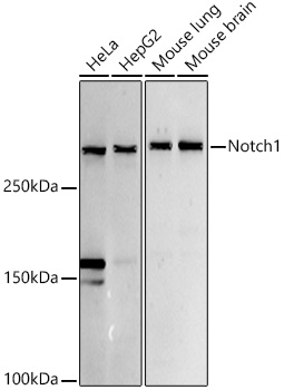 NOTCH1 antibody