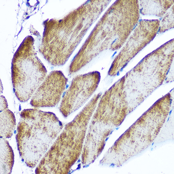 SLC2A4 antibody